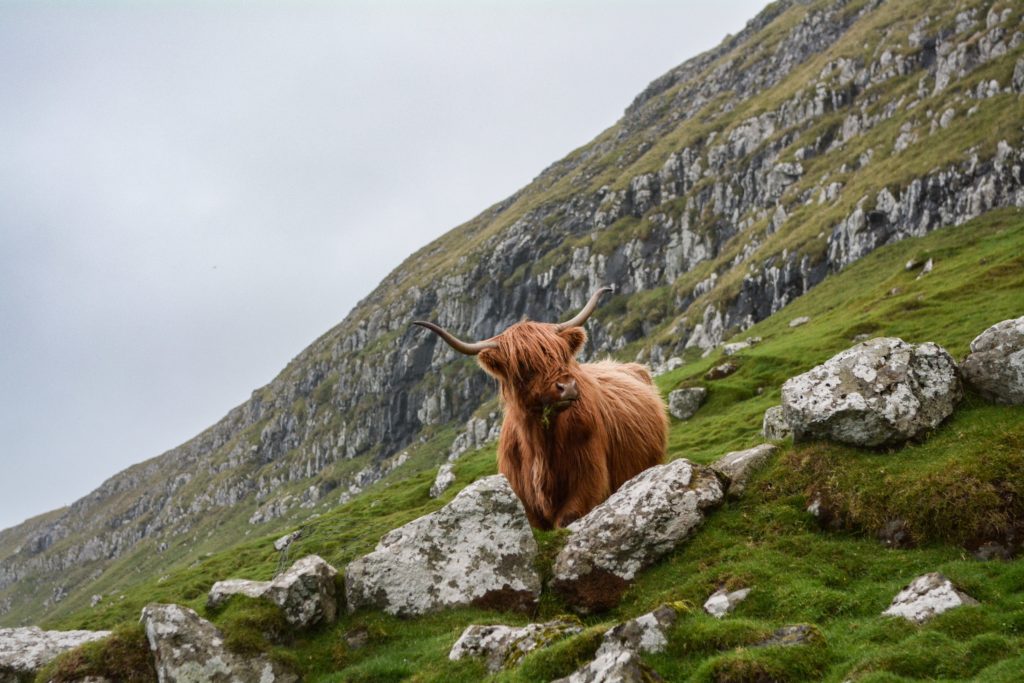 ecosse vache montagne nature nouvel an first footing scotland uk united kingdom