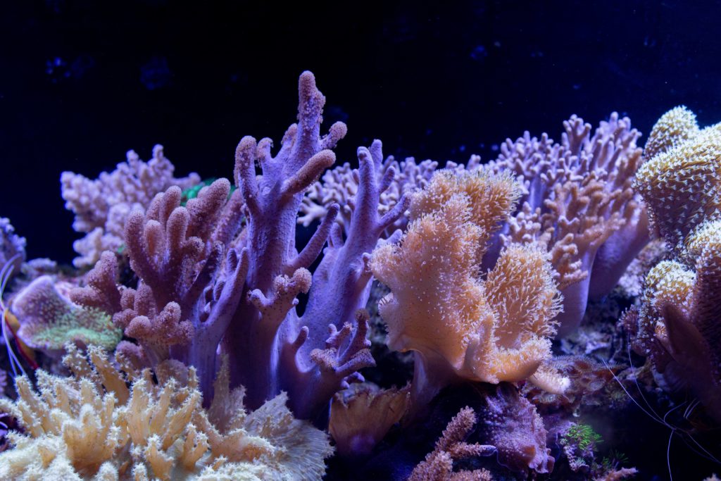 sous marine eau ocean mer coraux corail grande barriere australie