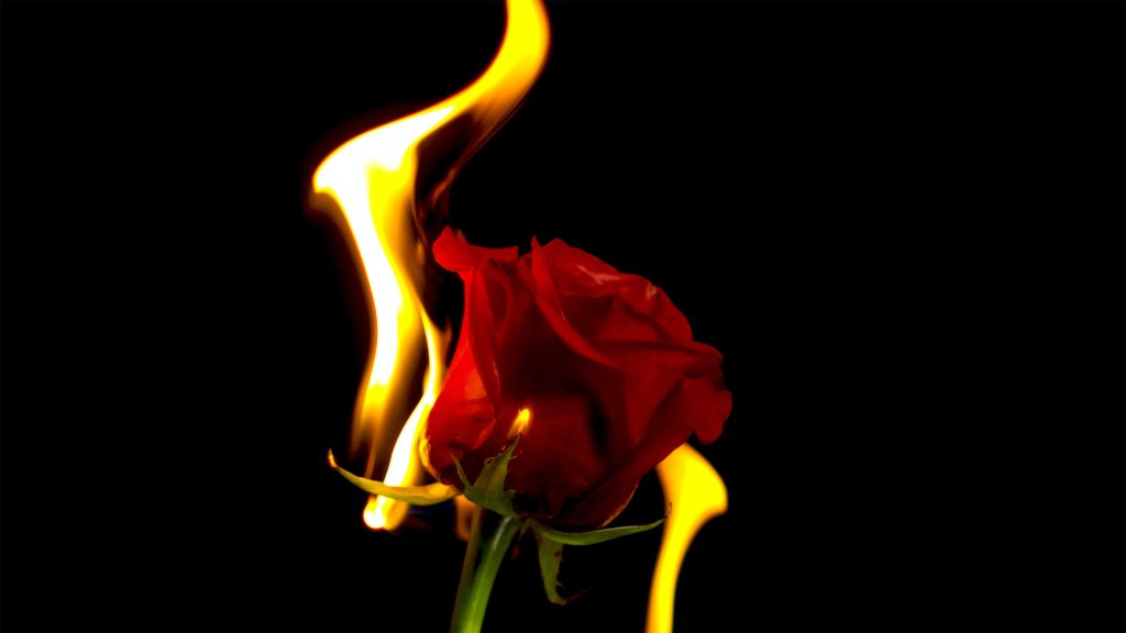 rose burn bruler fleur feu desir feminin femme pop culture musique cinema television tv
